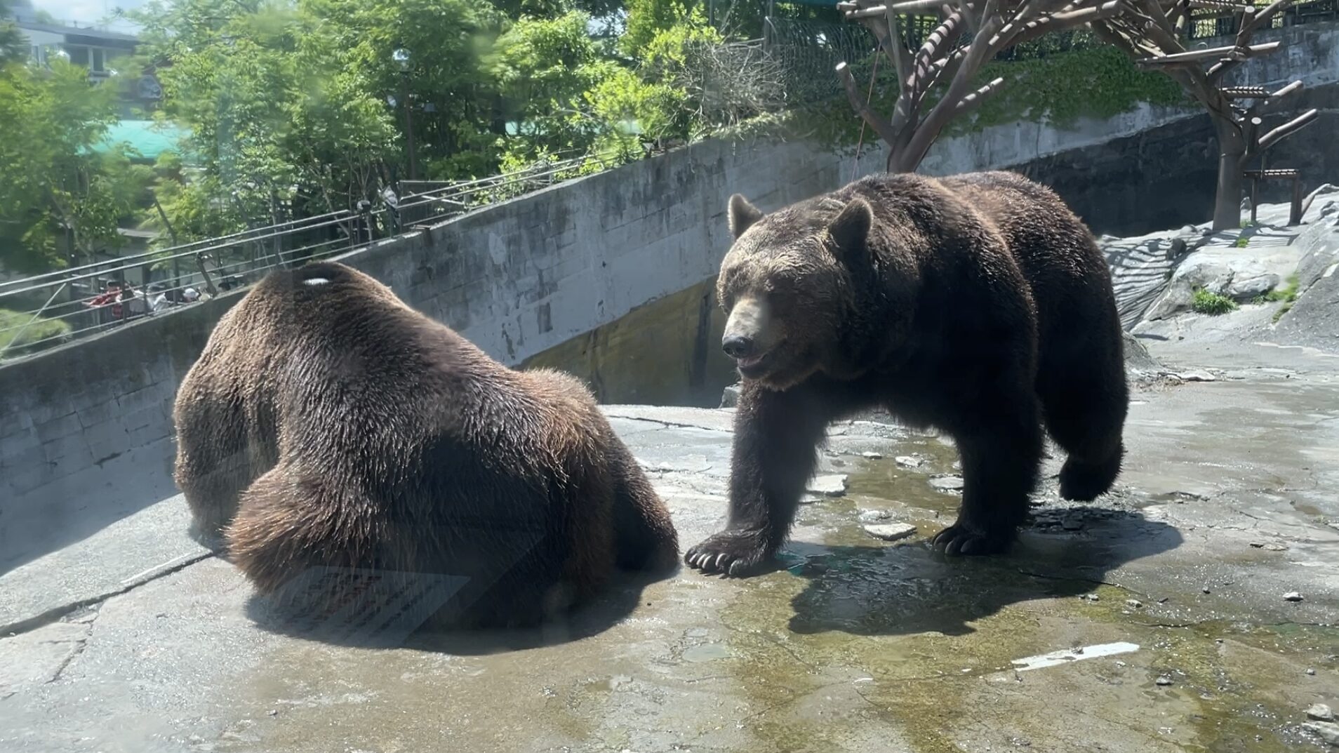 オスヒグマ